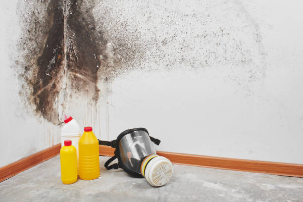 Best Residential Mold Removal  in Jemez Pueblo, NM