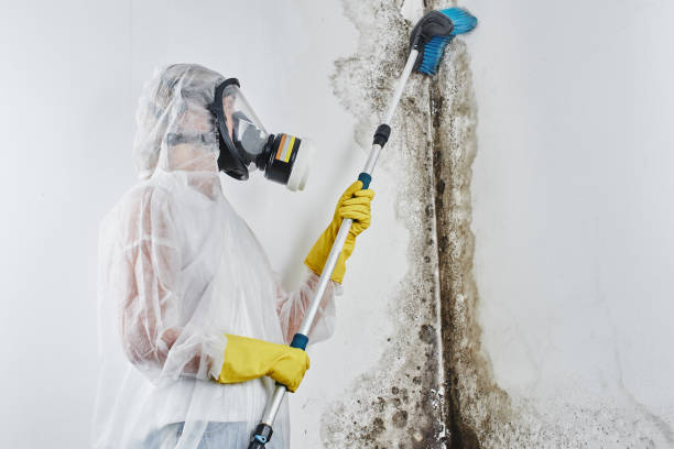 Mold Testing and Removal in Jemez Pueblo, NM