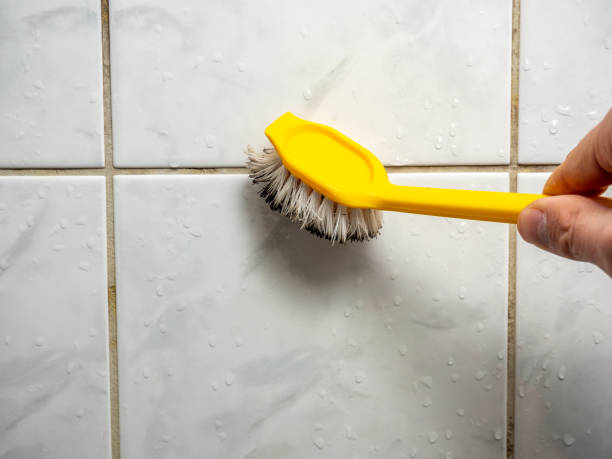 Best Toxic Mold Removal  in Jemez Pueblo, NM