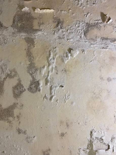 Best Mold Testing and Removal  in Jemez Pueblo, NM