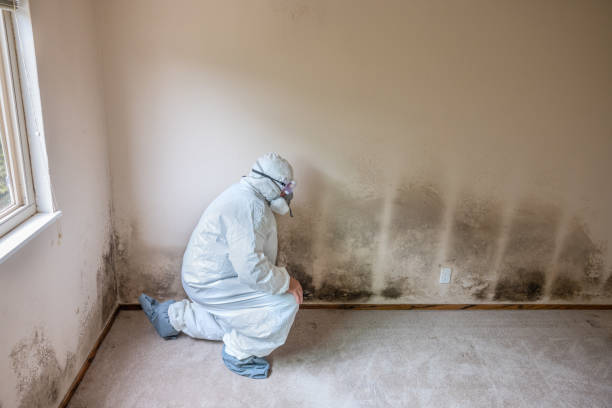 Best Mold Removal Process  in Jemez Pueblo, NM
