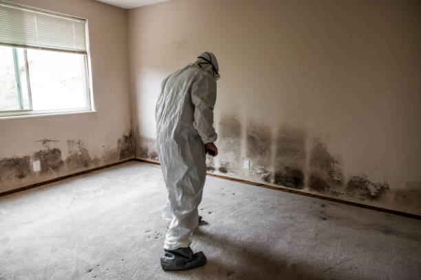 Best Local Mold Removal Service  in Jemez Pueblo, NM
