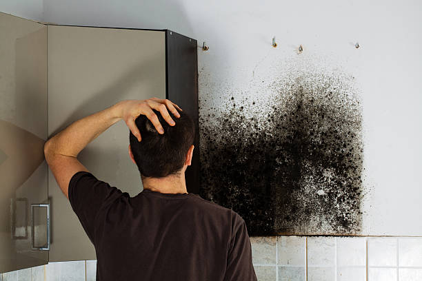 Best Black Mold Removal  in Jemez Pueblo, NM